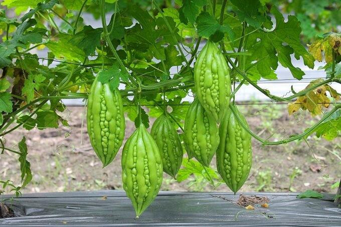 Khổ qua trị rôm sảy, lưỡi trẻ đóng sữa và trị rết cắn