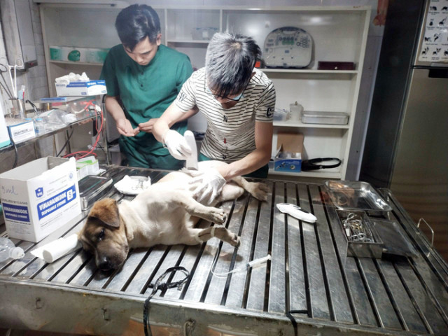 Lào Cai tăng cường năng lực quản lý, kiểm soát dịch bệnh động vật và đảm bảo an toàn thực phẩm