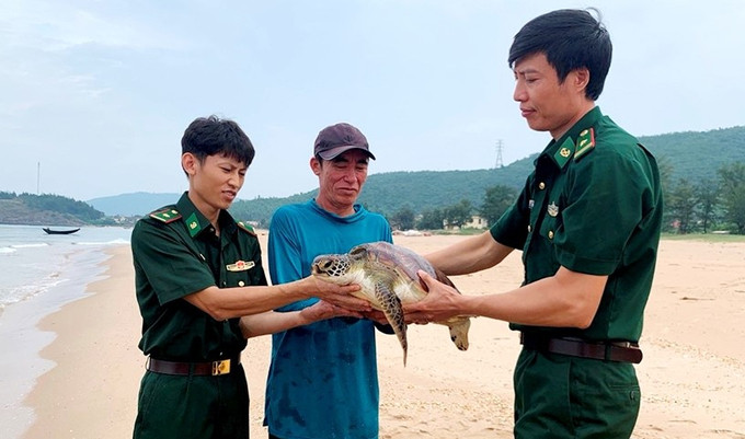 Hà Tĩnh thả rùa biển quý hiếm nặng 11kg về môi trường tự nhiên