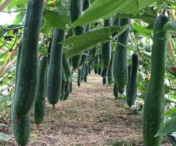 Loại bí có tác dụng hỗ trợ hạ axit uric