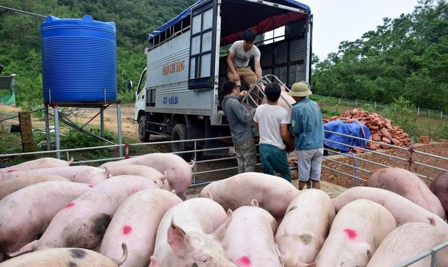 Quảng Bình tăng cường kiểm soát, phát hiện, ngăn chặn, xử lý hành vi buôn lậu, vận chuyển động vật, sản phẩm từ lợn qua biên giới