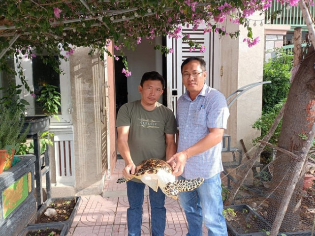 Bình Thuận: Chi cục Thủy sản tiếp nhận 1 cá thể rùa biển hơn 10 kg từ người dân