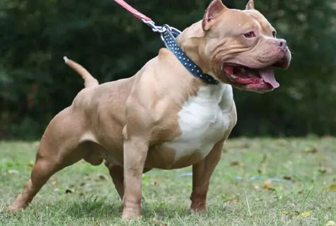 Bắc Giang: Một con chó pitbull do chủ nhà nuôi giật đứt xích lao ra tấn công khiến 4 người bị thương