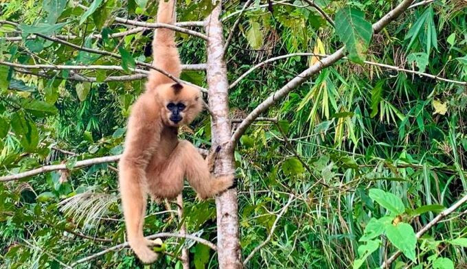 Đắk Nông thả 5 cá thể vượn đen má hung về rừng