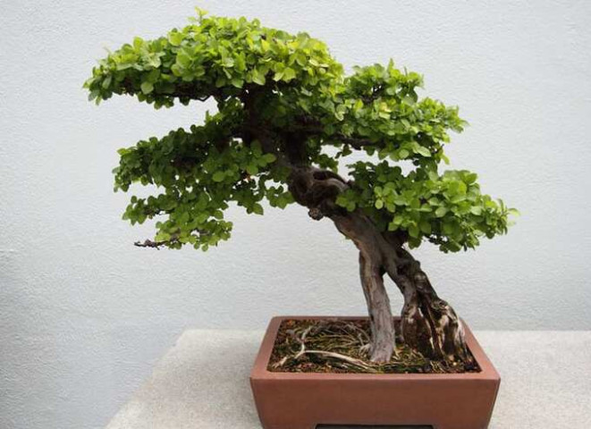 Cây trân châu điều trị ghẻ lở, thủy đậu và trúng độc lâu ngày