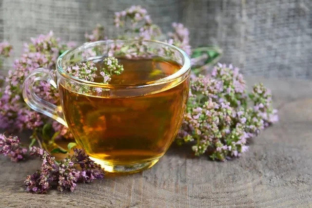 7 lợi ích của trà Oregano