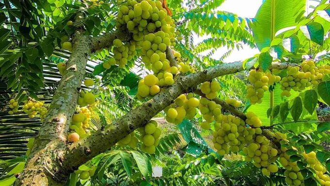 Cây chùm ruột và những lưu ý khi dùng làm thuốc