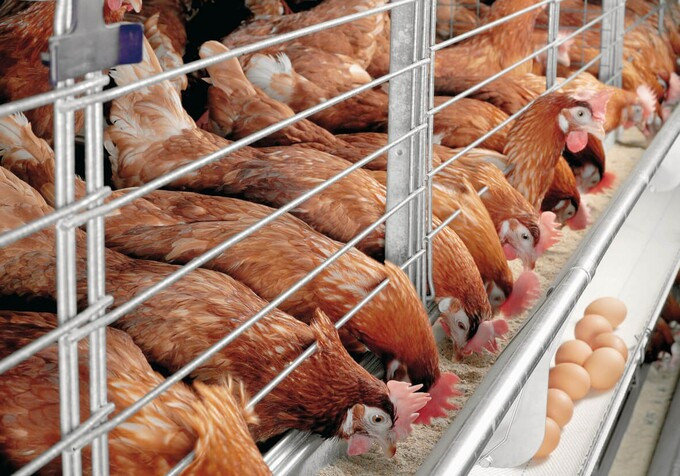 Hà Nội ngăn chặn, phát hiện và xử lý vận chuyển trái phép gia cầm, sản phẩm gia cầm