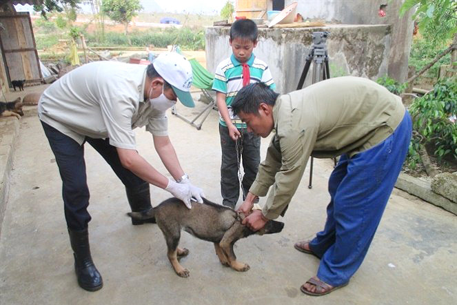 Gia Lai triển khai quyết liệt, đồng bộ các giải pháp phòng, chống bệnh dại trên địa bàn tỉnh
