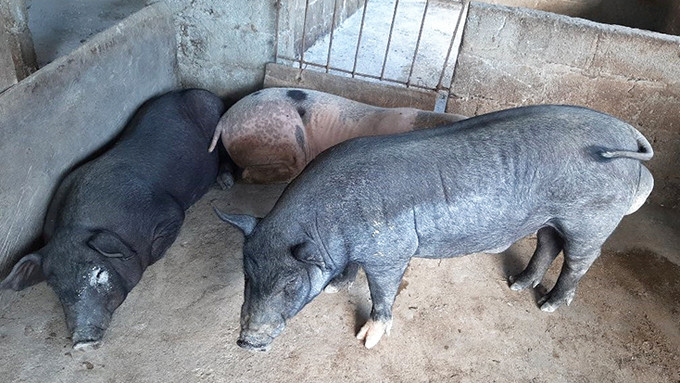 Quảng Bình: Tăng cường các biện pháp phòng, chống bệnh dịch tả lợn châu Phi và tai xanh trên đàn lợn tại huyện Minh Hóa