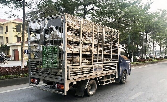 Hà Nội ngăn chặn, phát hiện và xử lý các trường hợp vận chuyển trái phép gia cầm, sản phẩm gia cầm