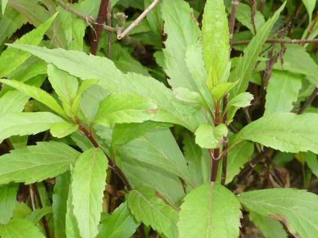 Cây mần tưới điều trị chậm kinh, phù nề, tăng cường hệ tiêu hóa