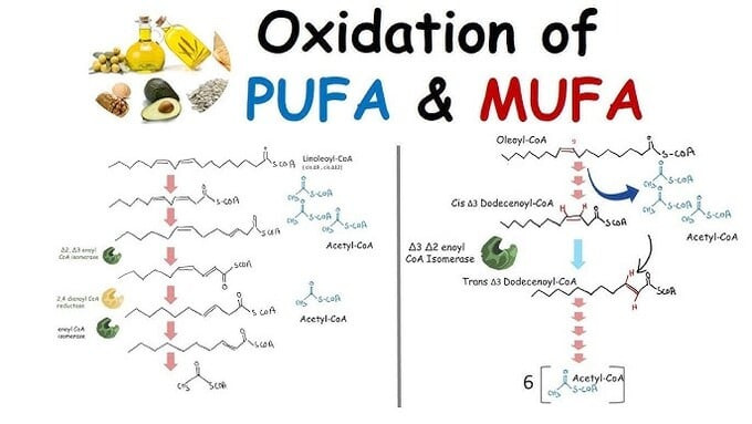 MUFA &amp; PUFA - Chất béo có lợi cho hệ tim mạch