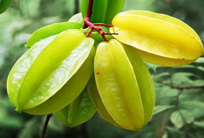 Giá trị dinh dưỡng và công dụng làm thuốc của quả khế