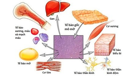 Nhật Bản - Trung tâm Y học tái sinh hàng đầu thế giới
