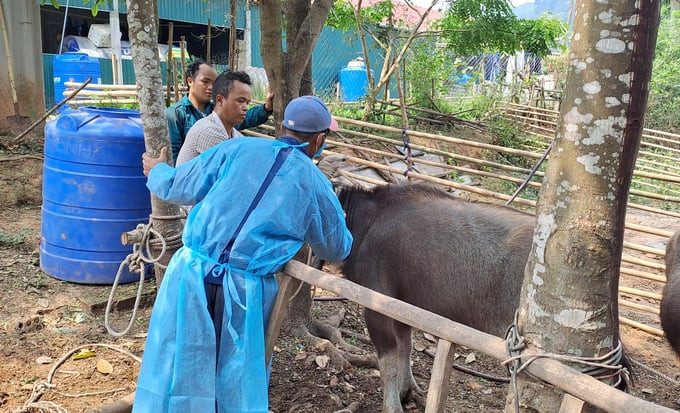 Quảng Bình tăng cường bảo vệ, chăm sóc đàn vật nuôi trong và sau mùa mưa, lũ