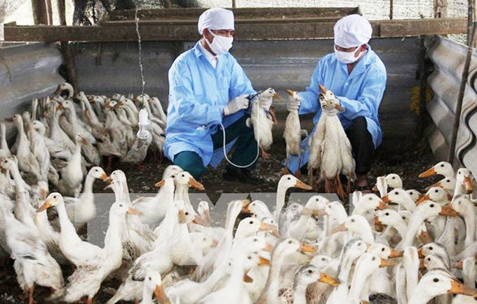 Hà Nội ban hành kế hoạch phòng, chống dịch bệnh gia súc, gia cầm trên địa bàn năm 2024