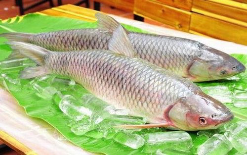 Những loại cá tốt cho sức khoẻ của gan