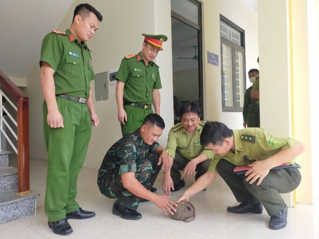 Thanh Hóa: Một người dân bắt được cá thể tê tê giao nộp cho cơ quan chức năng