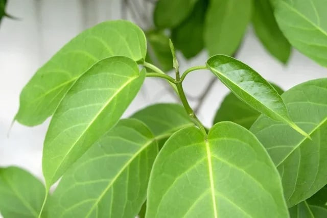 Tác dụng chữa bệnh của cây thuốc Gymnema sylvestre