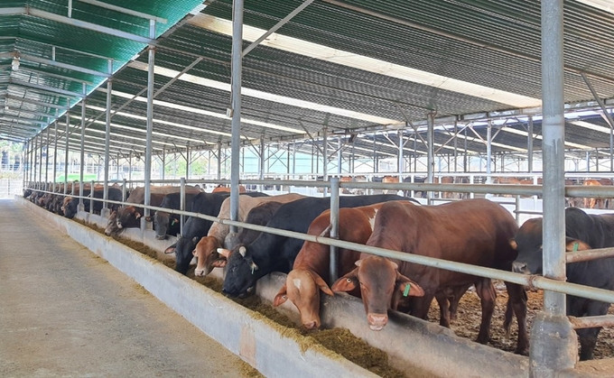 Gia Lai phòng chống dịch bệnh động vật trên cạn và thủy sản trên địa bàn tỉnh năm 2024