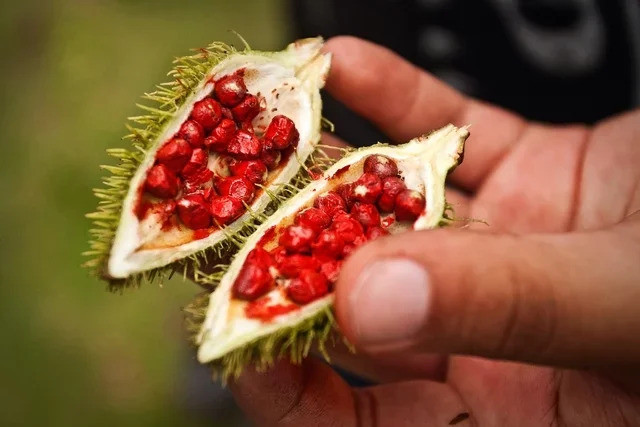 Tác dụng cho sức khỏe của Annatto