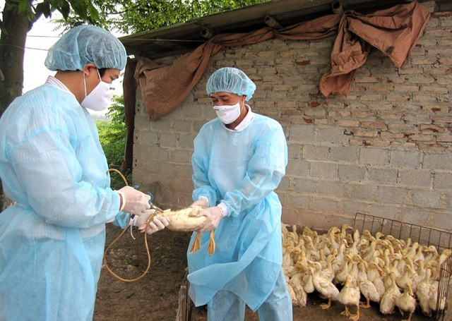 Cao Bằng tiêm phòng gần 600.000 liều vaccine phòng dịch bệnh cho gia súc, gia cầm