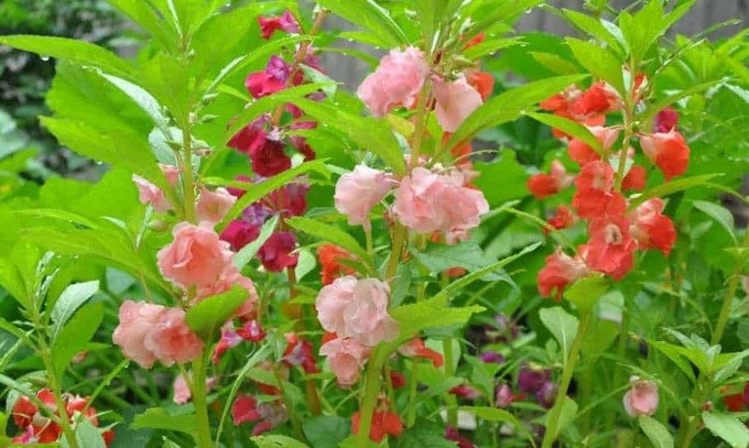 Công dụng chữa bệnh của cây bóng nước