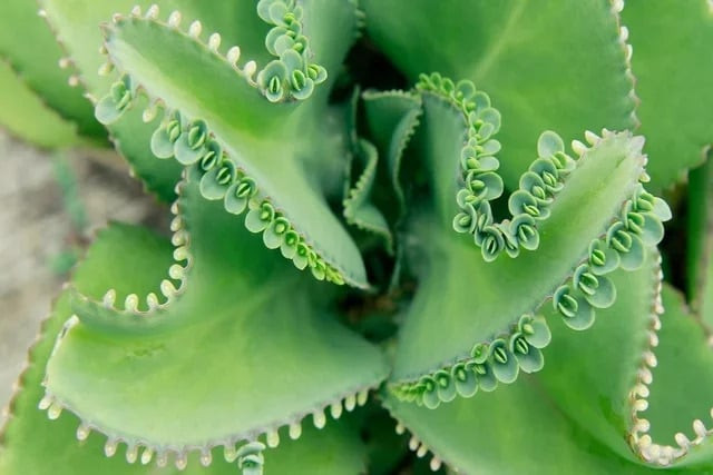 Tác dụng chữa bệnh của cây aranto