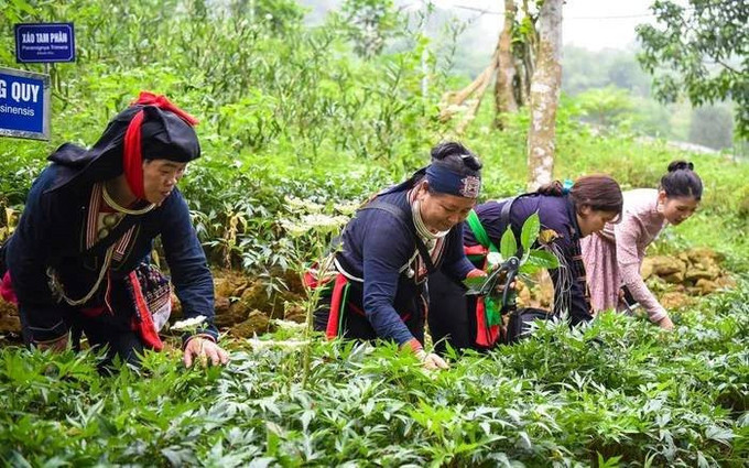 Quy định về việc chi hỗ trợ phát triển vùng trồng dược liệu quý