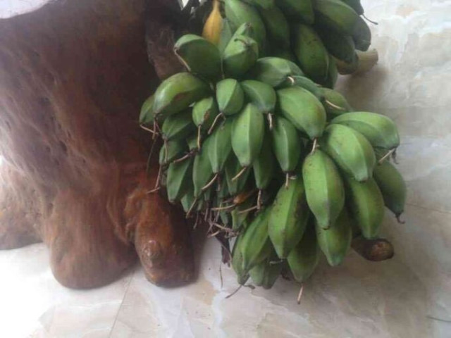 Bài thuốc lợi sữa, giảm mụn nhọt từ cây chuối hột và chuối hột rừng