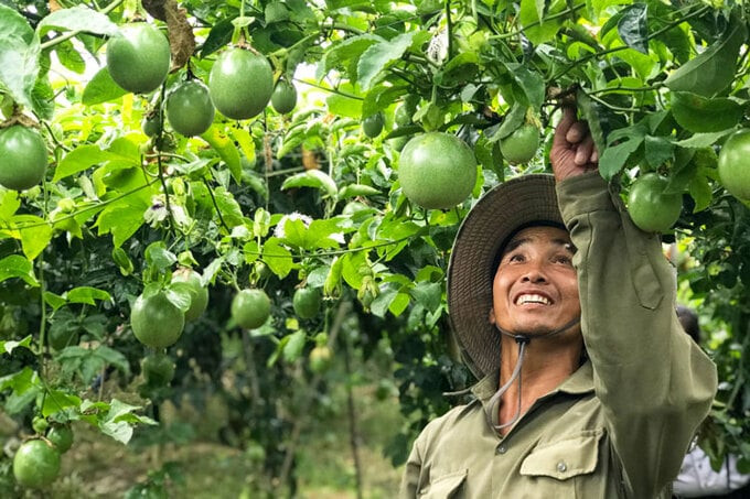 Quy định chi tiết một số điều và biện pháp thi hành Luật Sở hữu trí tuệ về quyền đối với giống cây trồng