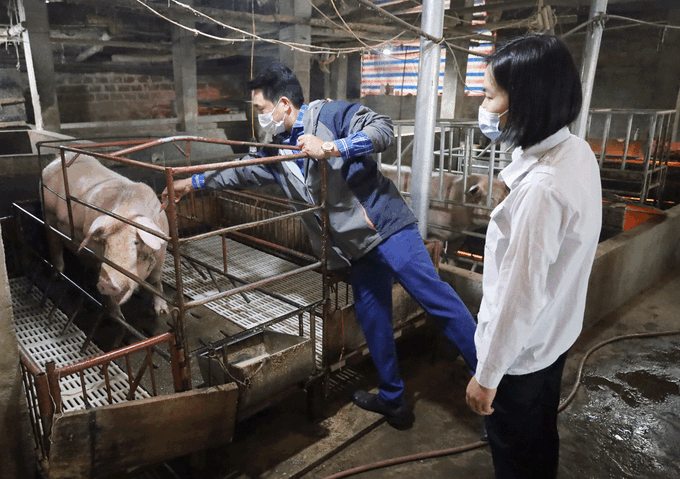 Lào Cai tăng cường phòng, chống bệnh trên đàn gia súc, gia cầm và bệnh dịch tả lợn châu Phi