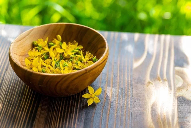 Tác dụng chữa bệnh của cây thuốc St. John's wort