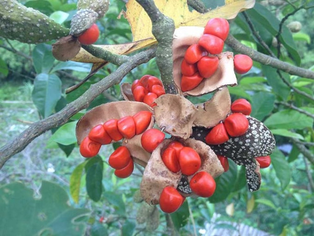 Cấp Bằng sáng chế “Chế phẩm xua đuổi và phòng trừ côn trùng" từ thảo mộc