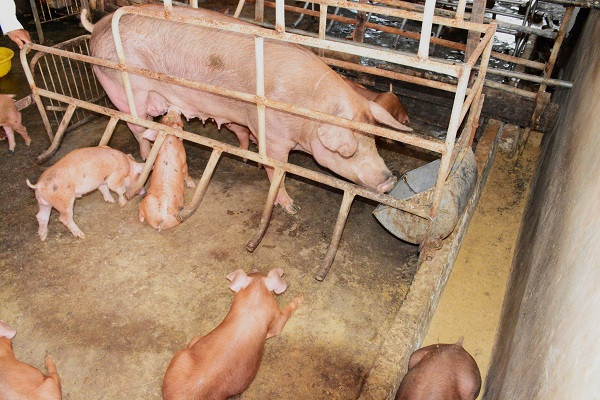Cà Mau triển khai quyết liệt, đồng bộ các giải pháp phòng, chống bệnh dịch tả lợn châu Phi