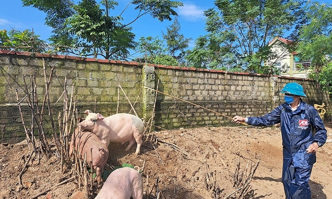 Hà Tĩnh ban hành công điện về phòng, chống dịch bệnh gia súc, gia cầm