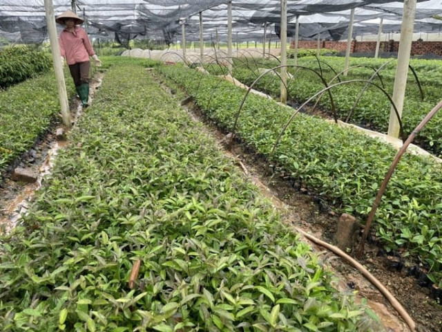 Phát triển trồng dược liệu tạo sinh kế bền vững trong vùng đồng bào dân tộc thiểu số và miền núi