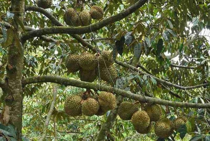 Công dụng làm thuốc của cây và quả sầu riêng