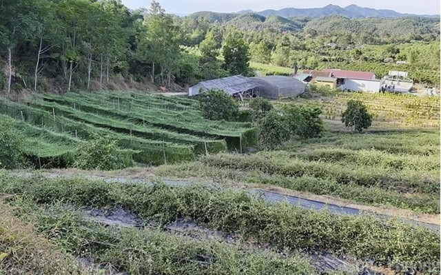 Nghệ An: Một số giải pháp bảo tồn, khai thác và phát triển bền vững cây dược liệu dưới tán rừng tự nhiên
