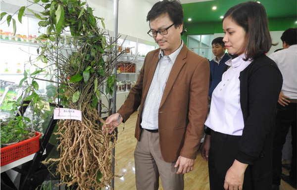 Phú Yên: Bảo tồn nguồn gen dược liệu, giữ gìn vốn quý cho mai sau