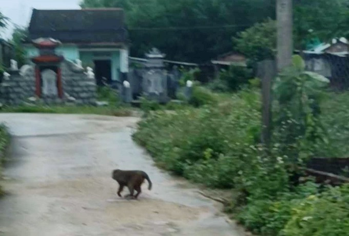 Quảng Nam xuất hiện khỉ lạ cắn một số người dân bị thương
