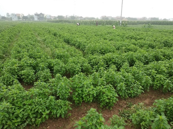 Ninh Bình: Ứng dụng tiến bộ khoa học công nghệ xây dựng mô hình trồng cây bạc hà chiết xuất tinh dầu