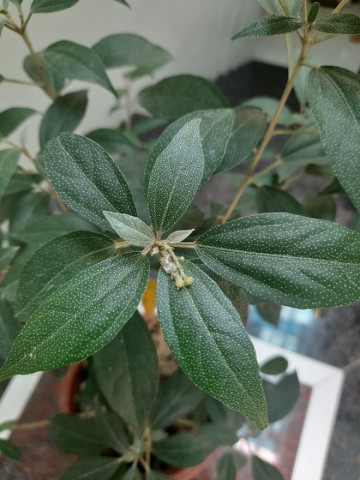 Thị trường dược liệu cần kế hoạch phát triển bền vững