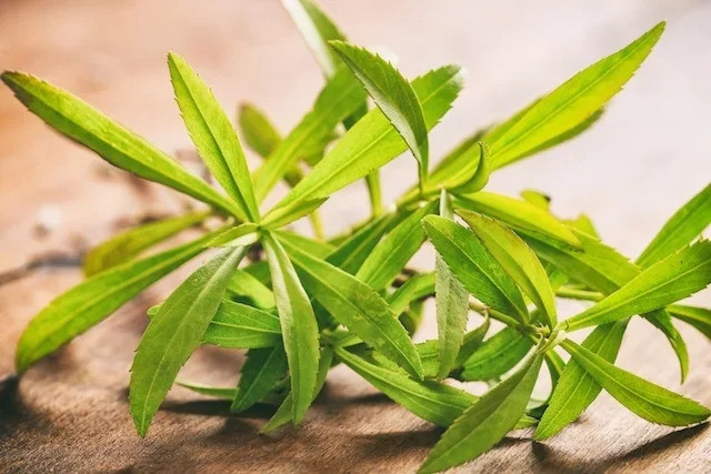Tác dụng chữa bệnh của cây ngải giấm