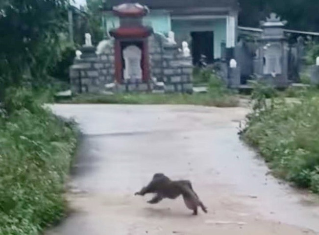Quảng Nam yêu cầu không được dùng các biện pháp truy lùng, săn bắn khỉ