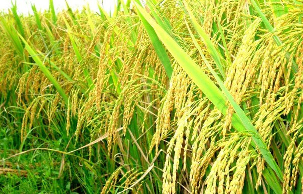 Quảng Ngãi triển khai thực hiện đảm bảo an ninh lương thực quốc gia đến năm 2030 trên địa bàn tỉnh