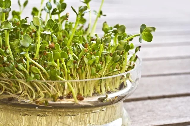Tác dụng chữa bệnh của cỏ linh lang