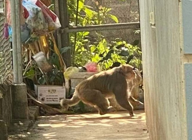 Sơn La xuất hiện cá thể khỉ hoang dã phá hoại cây ăn quả, hoa màu, khiến người dân bất an