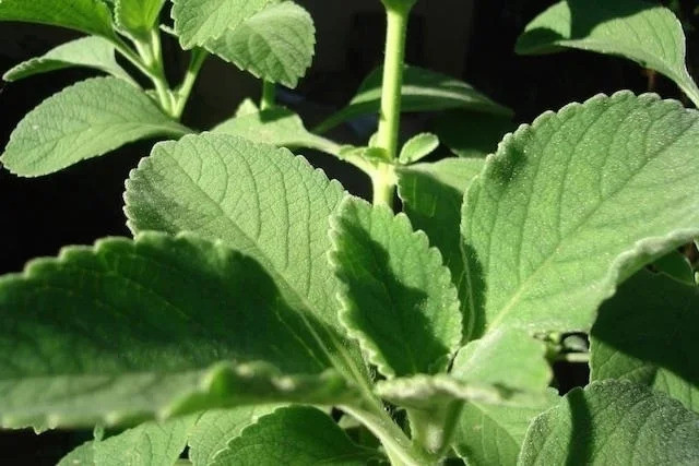3 biện pháp tự nhiên điều trị các vấn đề về gan